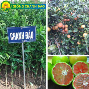 ￼Cây Giống Chanh Đào Chất lượng Cao, Sạch Bệnh, Chuẩn Giống, Cây Lùn Siêu Trái Dễ Trồng